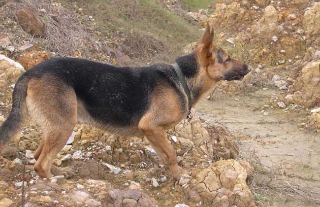 工作犬