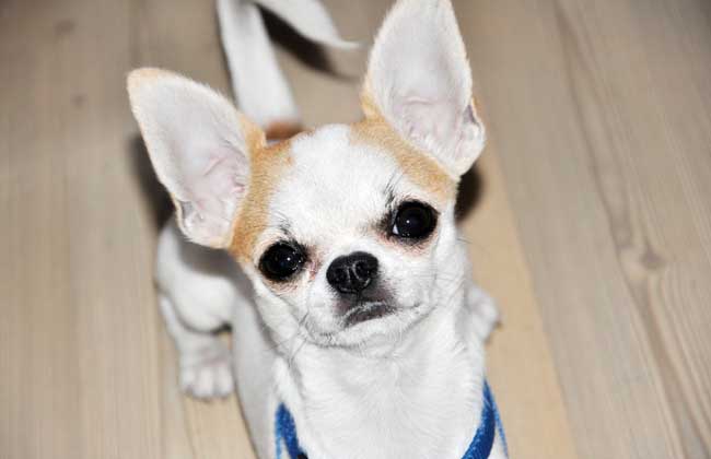 玩赏犬