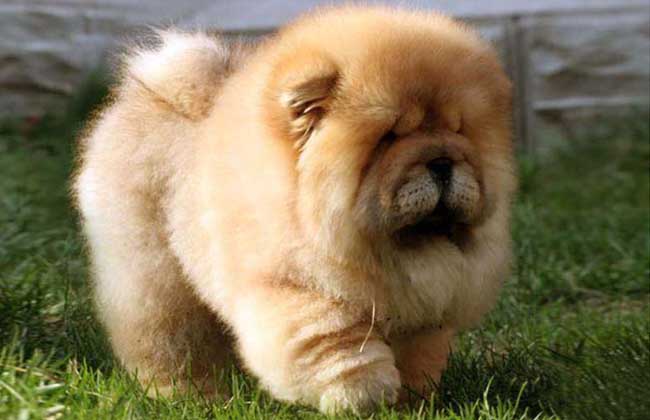家庭犬
