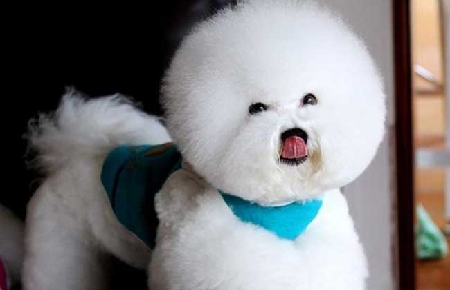 比熊犬图片及选购标准
