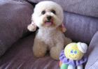 贵宾犬图片及选购方法