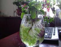 水培植物