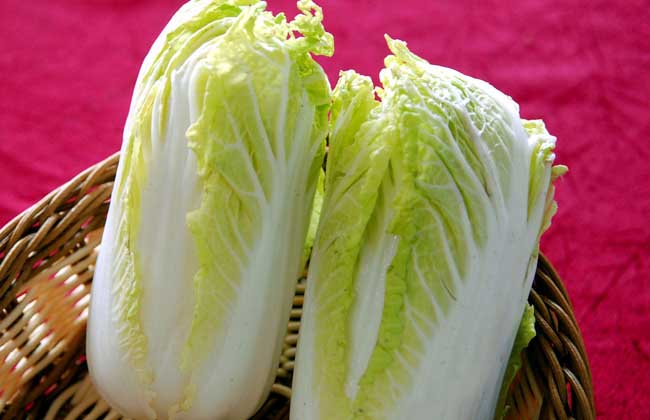白菜