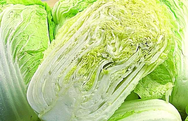 白菜的营养价值