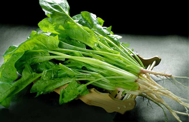 菠菜的生长习性