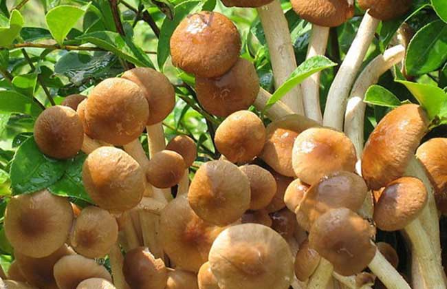 茶树菇