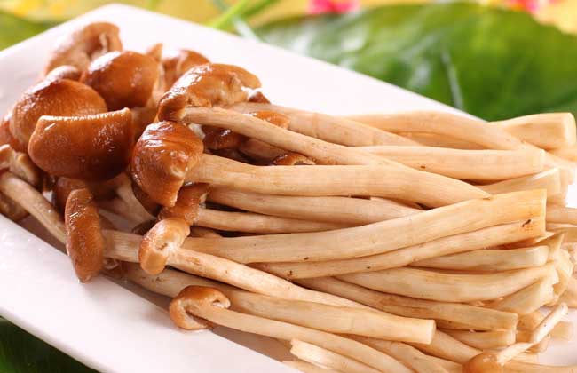 茶树菇