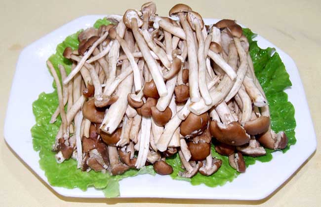 茶树菇
