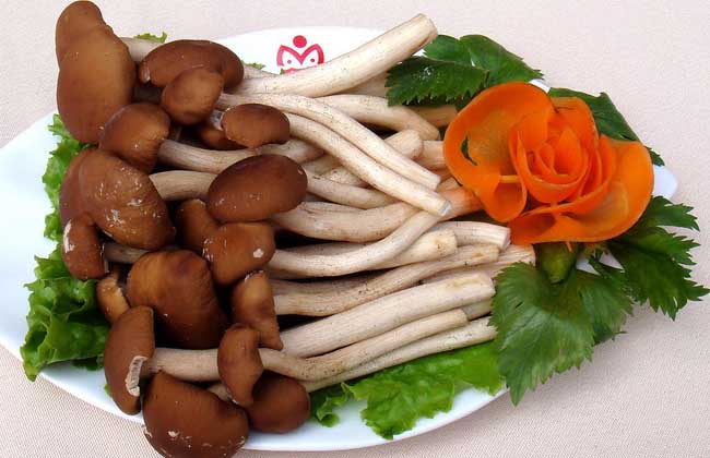 茶树菇