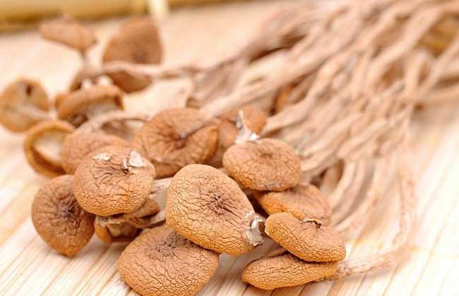 孕妇能吃茶树菇吗?