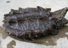 鳄鱼龟吃什么食物？