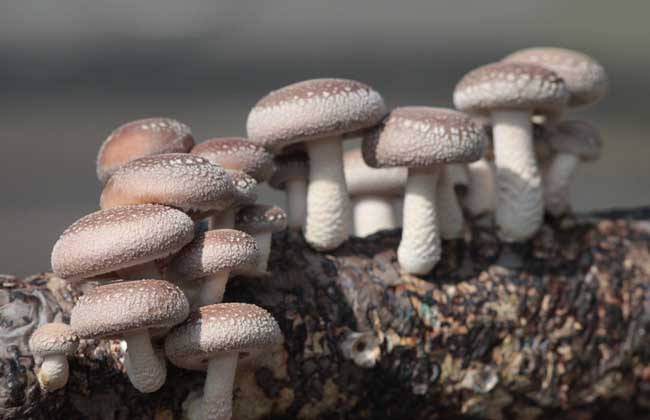 香菇