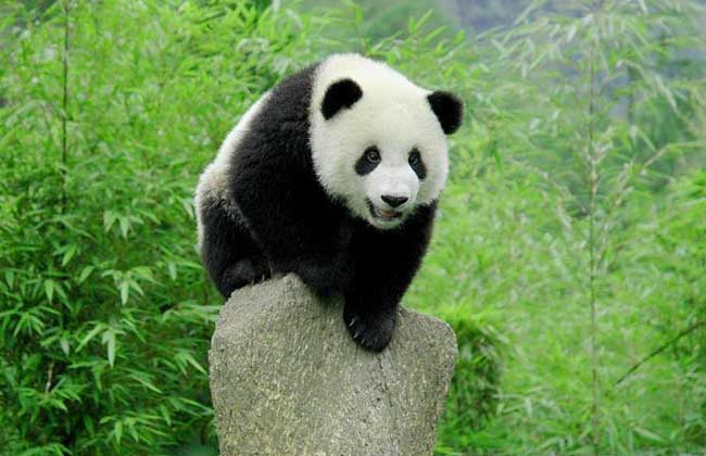 中国十大保护动物