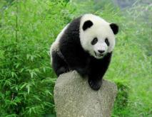 中国十大濒危灭绝的保护动物