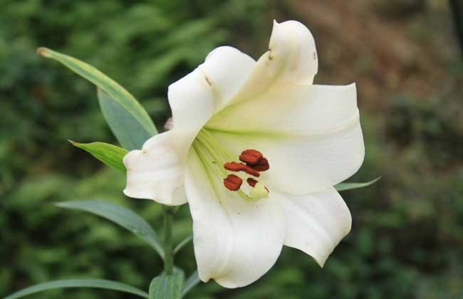 百合花