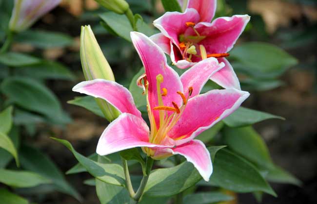 百合花的花期是什么时候