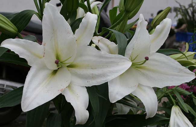 百合花的花期是什么时候