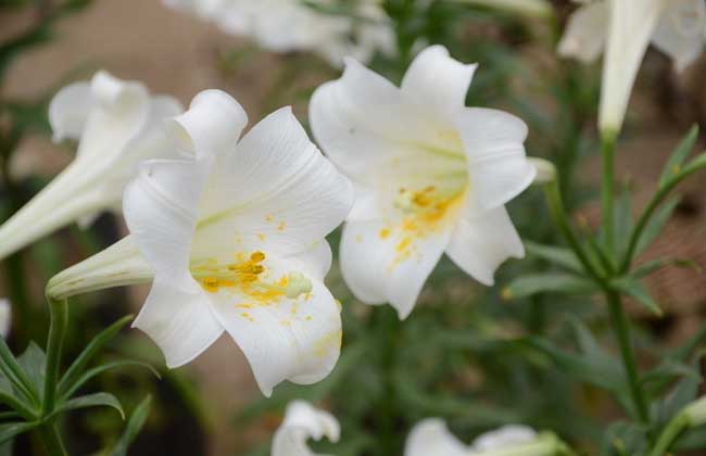 盆栽百合花怎么养