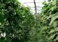 大棚蔬菜