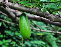 冬瓜种植技术视频