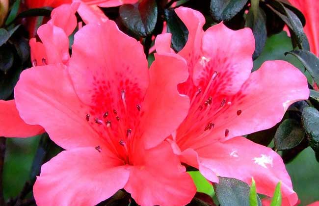 杜鹃花