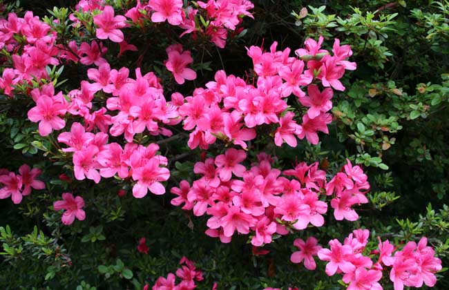 杜鹃花的生长环境