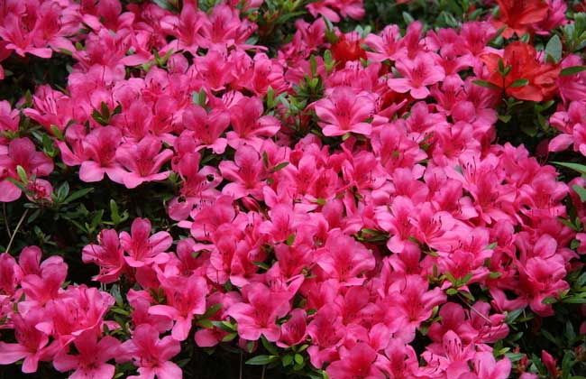 杜鹃花有毒吗？