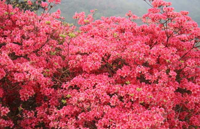 杜鹃花的养殖方法