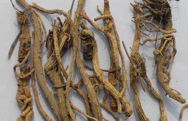 防风的用药禁忌