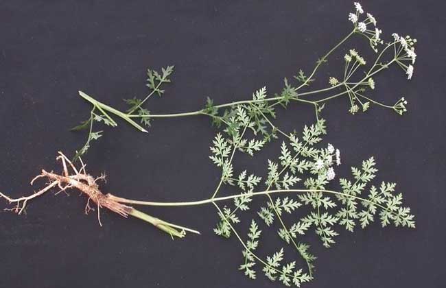 防风种植技术