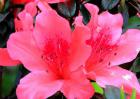 杜鹃花