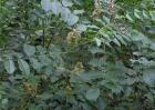 甘草的种植条件