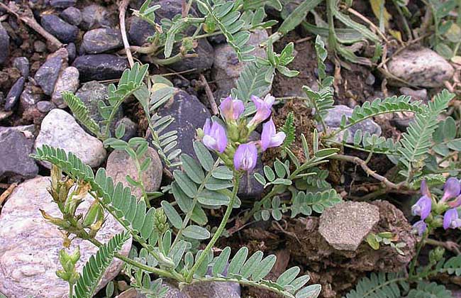 黄芪种植视频技术
