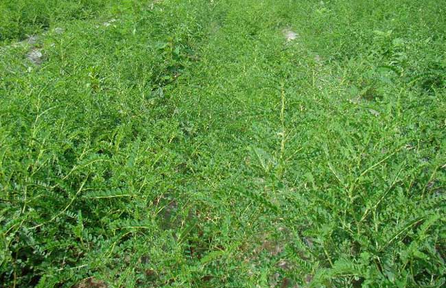 黄芪种植视频技术