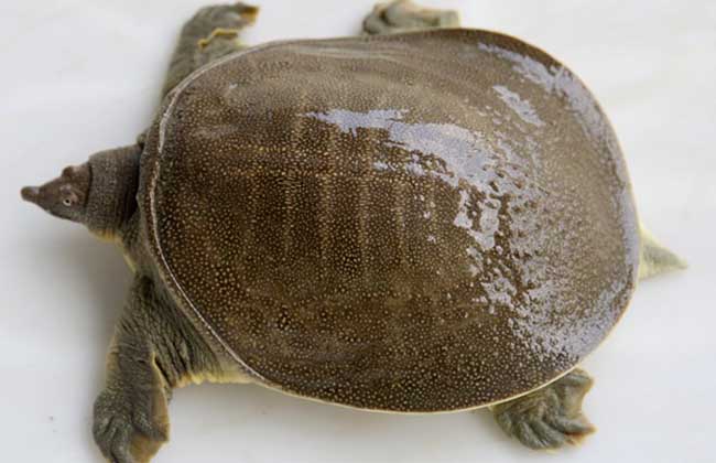甲鱼