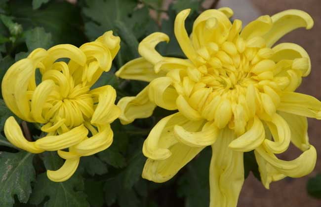 菊花的生长条件