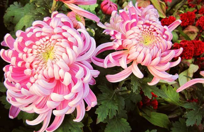 菊花的品种分布