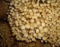金针菇种植技术视频
