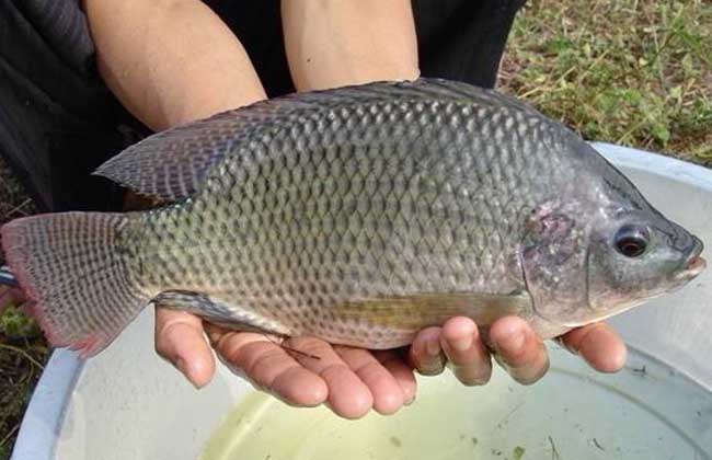 罗非鱼的食用方法