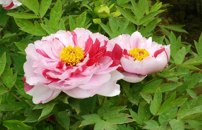 牡丹花种植技术视频
