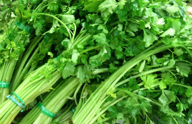 孕妇能吃芹菜吗？
