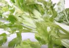 芹菜的做法大全