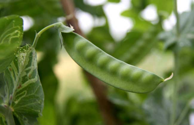 豌豆苗种植技术