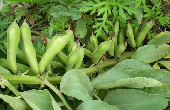 蚕豆