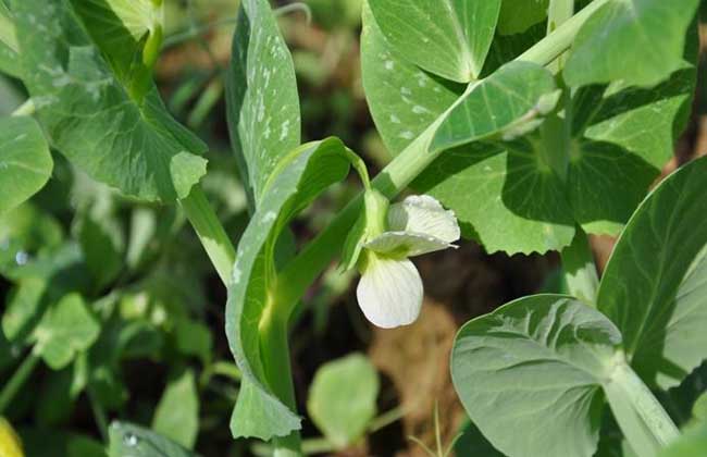 豌豆种植技术视频