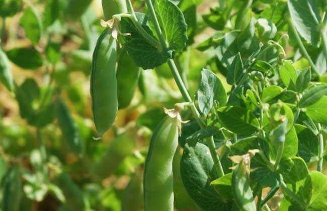 豌豆种植技术视频