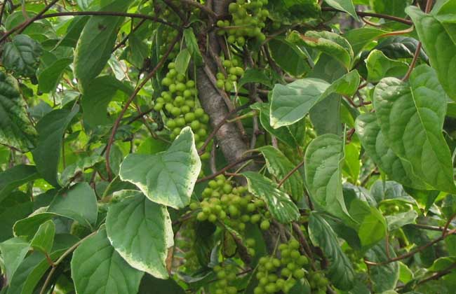五味子种植技术视频