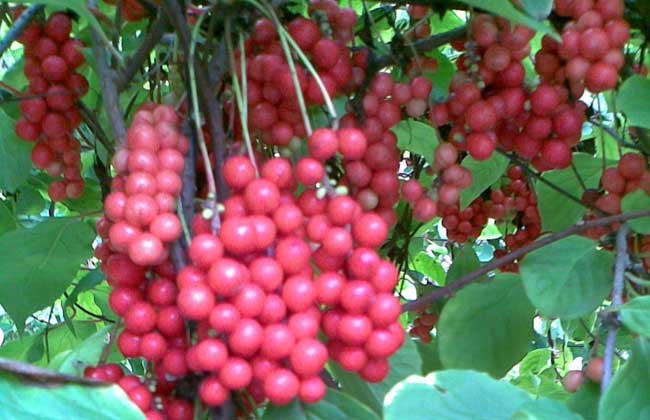 五味子种植技术视频
