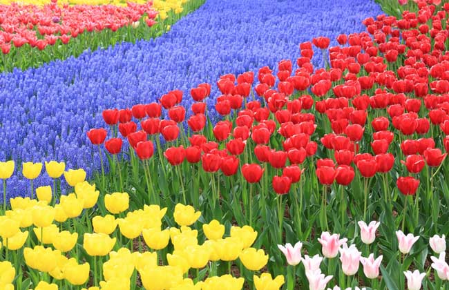 郁金香的花语大全