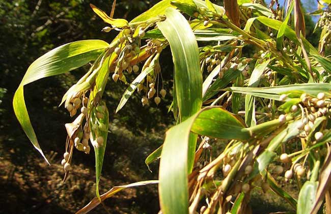 薏苡种植技术视频